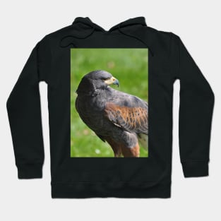 Harris hawk Hoodie